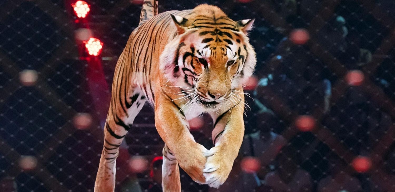 Новогодние цирковые шоу в Петербурге