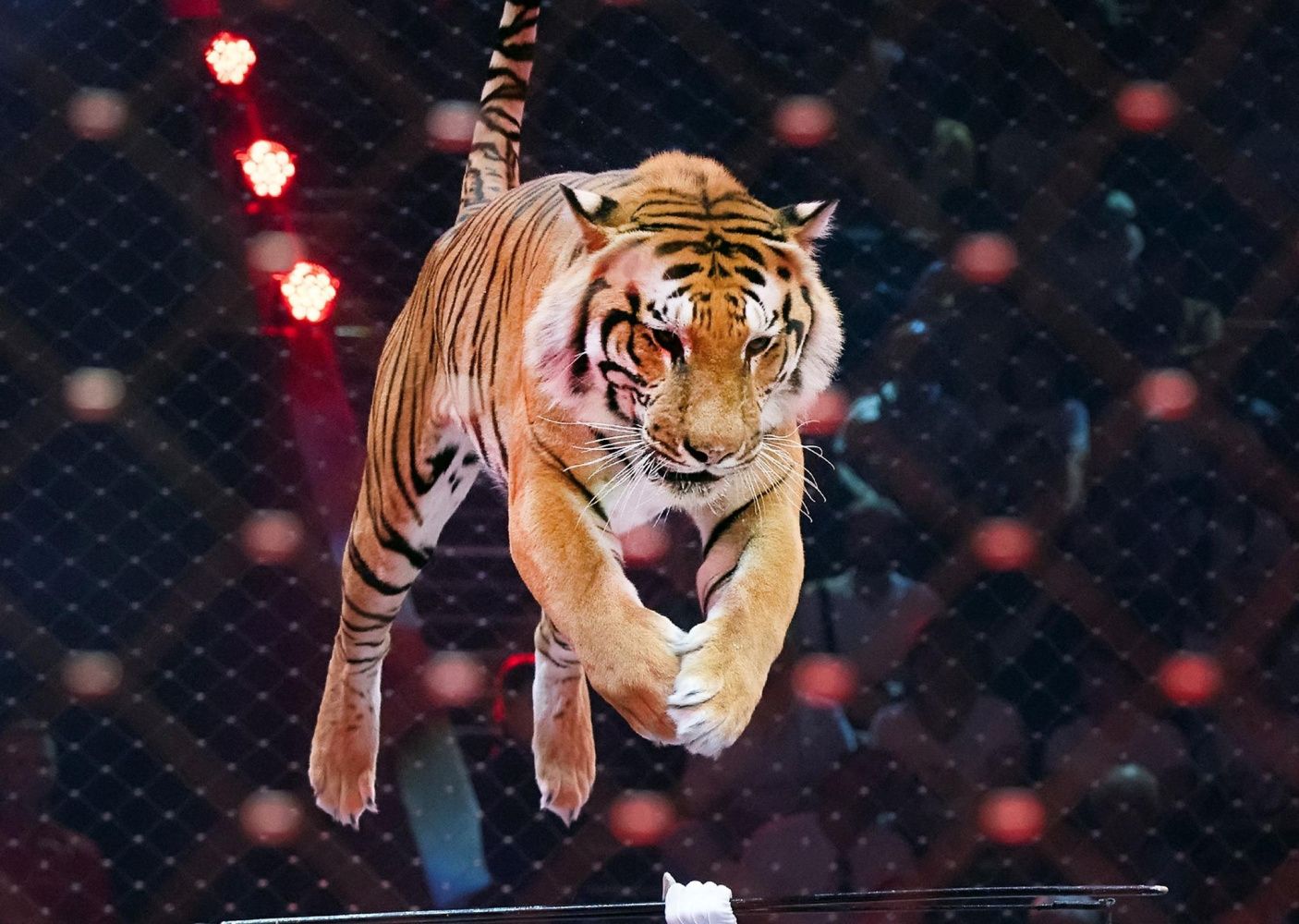 Новогодние цирковые шоу в Петербурге