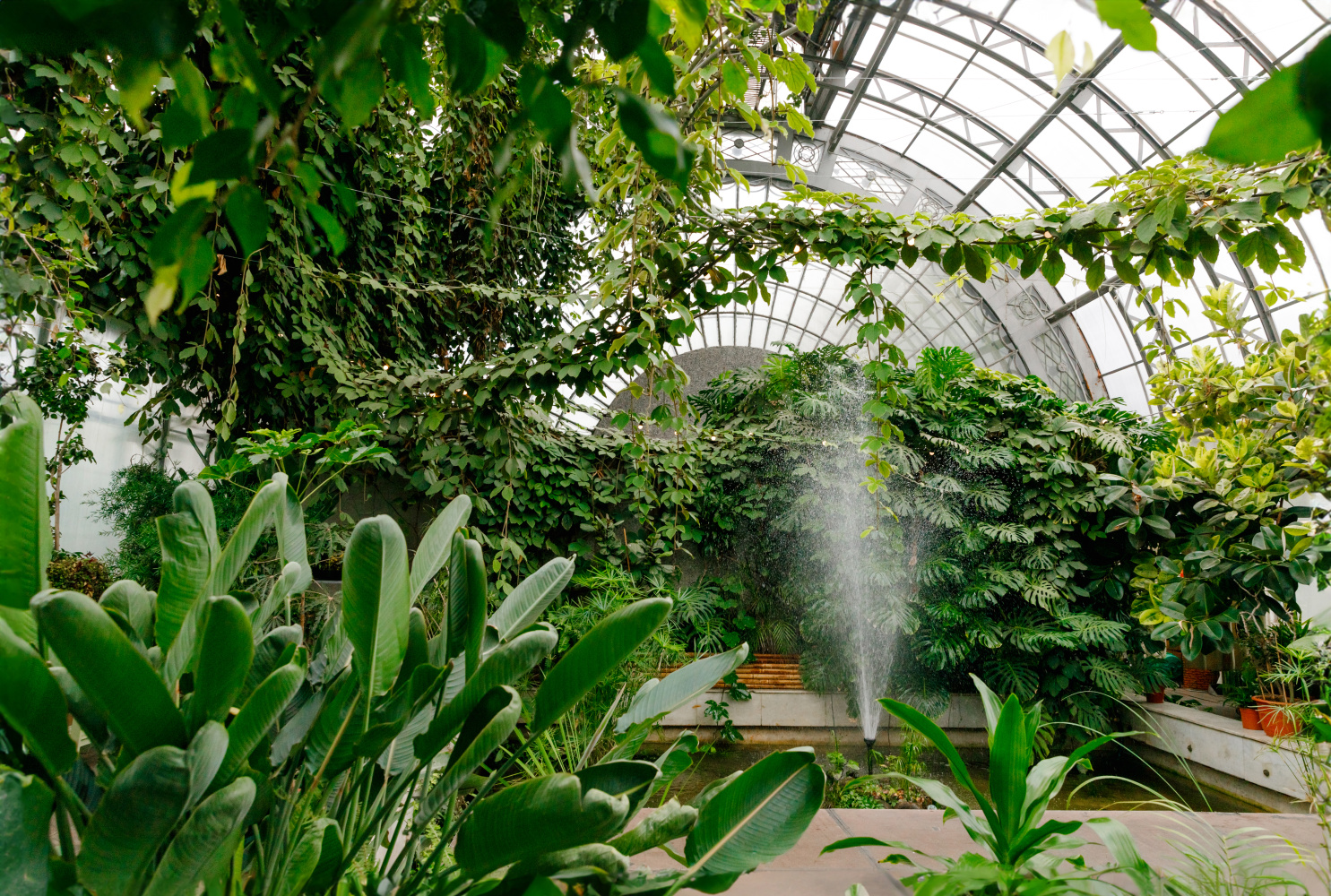 Eternal summer: the three best greenhouses in St. Petersburg