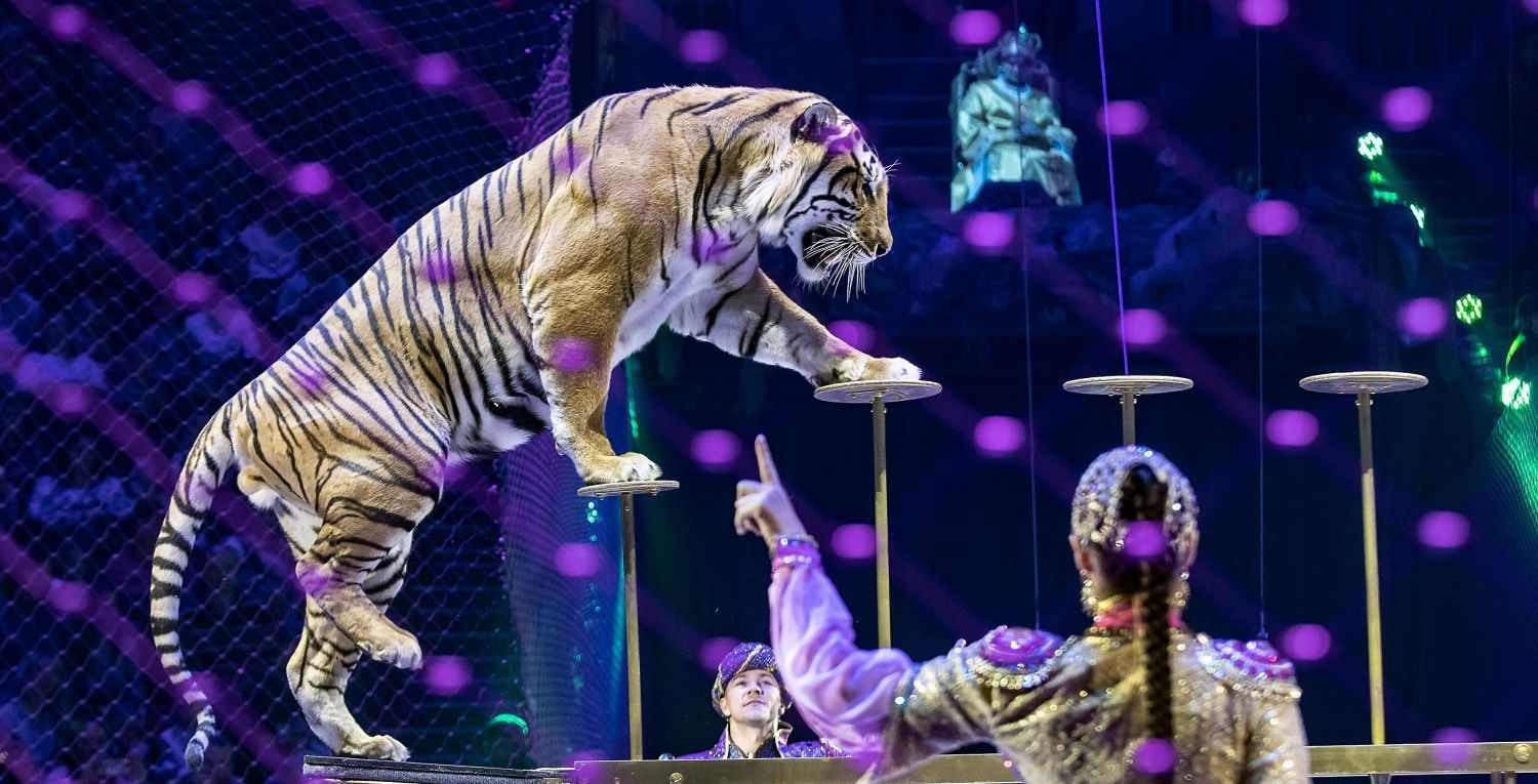 В канун Нового года КСК «Арена» превратится в Морское царство!